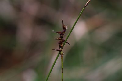 Carex davalliana, photographed by CorentinD
