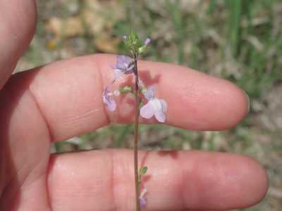 Nuttallanthus canadensis, photographed by Lynn Harper