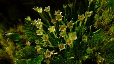 Colobanthus affinis, photographed by Sarah Richardson