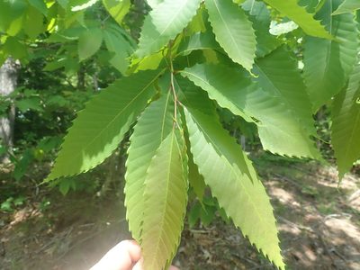 Castanea dentata, photographed by Lynn Harper
