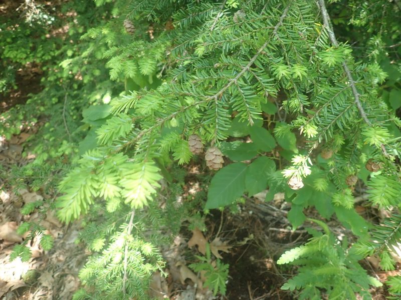 Tsuga canadensis, photographed by Lynn Harper