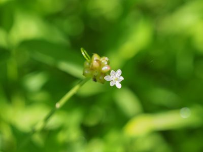 Allium canadense, photographed by mefisher