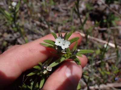 Buglossoides arvensis, photographed by Julia Carr