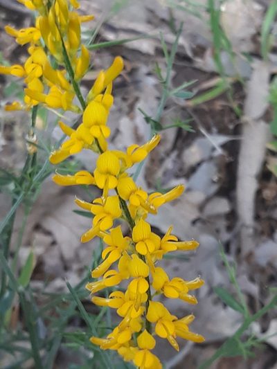Genista tricuspidata, photographed by Karim Haddad