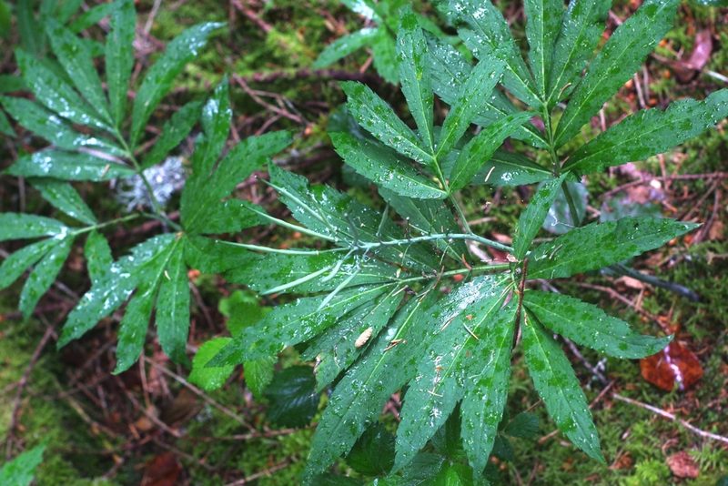 Cardamine heptaphylla, photographed by CorentinD