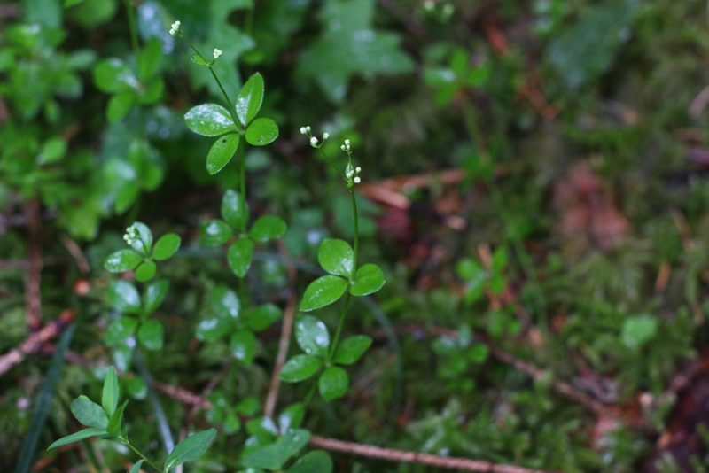 Galium rotundifolium, photographed by CorentinD