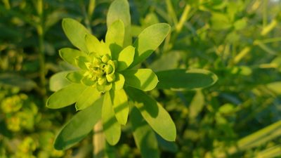 Euphorbia esula, photographed by aga_l_