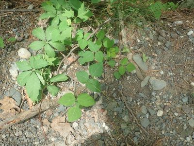 Amphicarpaea bracteata, photographed by Lynn Harper