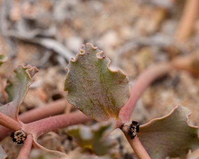 Euphorbia copiapina, photographed by Nicolás Villaseca Merino