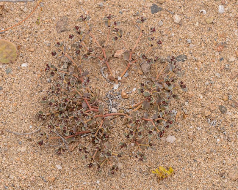 Euphorbia copiapina, photographed by Nicolás Villaseca Merino