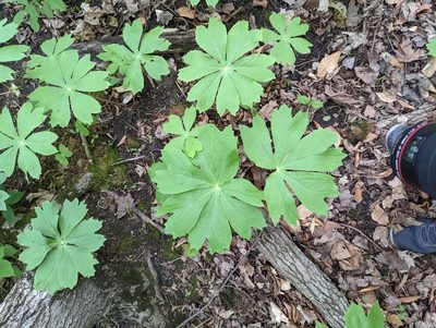 Podophyllum peltatum, photographed by Kalvin Chan