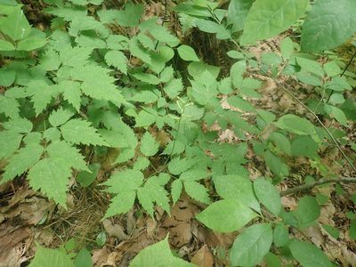 Actaea pachypoda, photographed by Lynn Harper
