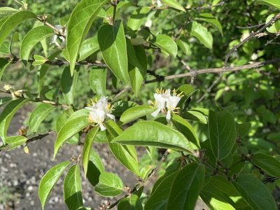 Lonicera maackii, photographed by David Bartholow