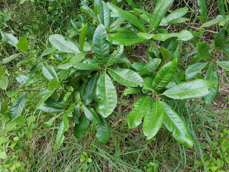 Quercus imbricaria, photographed by Tom Field