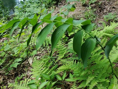 Polygonatum biflorum, photographed by Tom Field