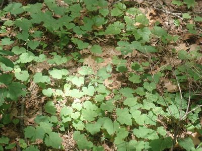 Tiarella stolonifera, photographed by Lynn Harper