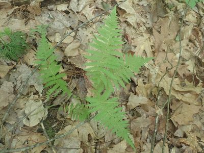Amauropelta noveboracensis, photographed by Lynn Harper