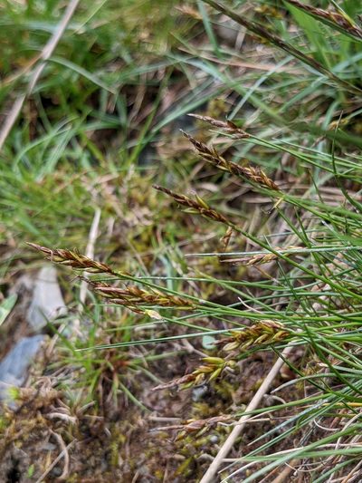 Carex pulicaris, photographed by Dan Wrench