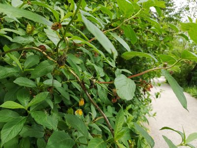 Lonicera involucrata, photographed by Jens-Christian Svenning