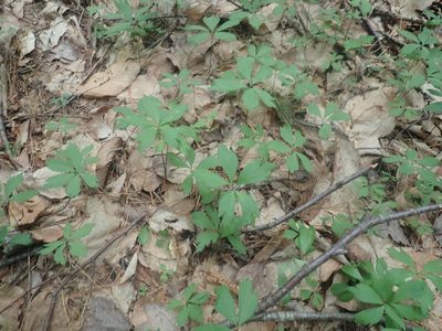 Anemone quinquefolia, photographed by Lynn Harper