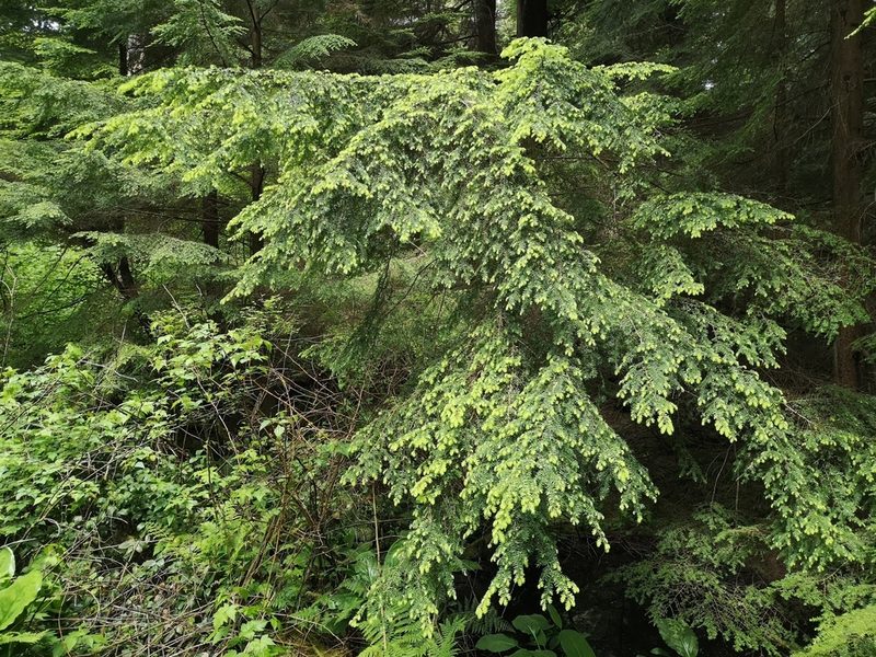 Tsuga heterophylla, photographed by Jens-Christian Svenning