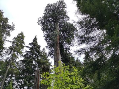 Thuja plicata, photographed by Jens-Christian Svenning