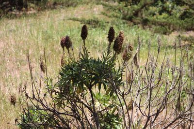 Echium candicans, photographed by Ashwin Srinivasan