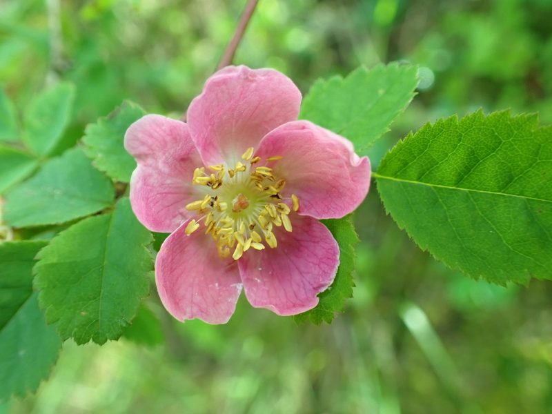 Rosa gymnocarpa, photographed by James H. Thomas