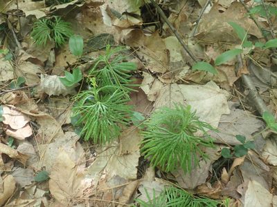 Diphasiastrum digitatum, photographed by Lynn Harper