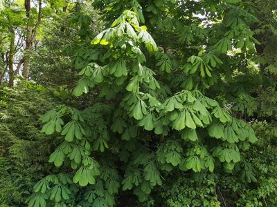 Aesculus hippocastanum, photographed by Jens-Christian Svenning
