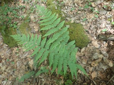 Dryopteris marginalis, photographed by Lynn Harper