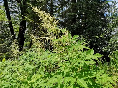 Aruncus dioicus, photographed by Jens-Christian Svenning