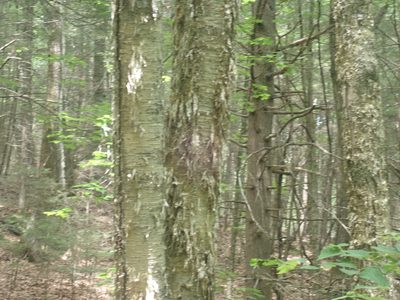 Betula alleghaniensis, photographed by Lynn Harper