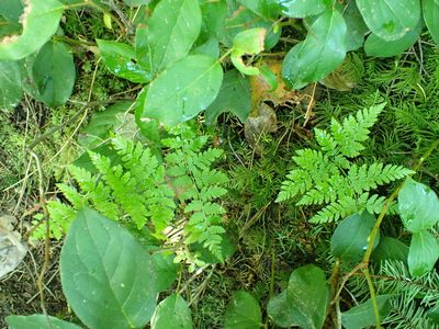 Dryopteris expansa, photographed by James H. Thomas