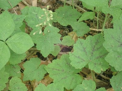 Tiarella stolonifera, photographed by Lynn Harper