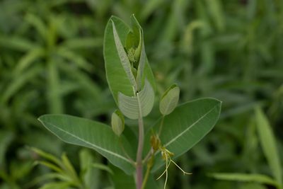 Apocynum cannabinum, photographed by Kalvin Chan