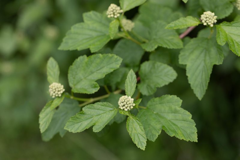 Physocarpus opulifolius, photographed by Kalvin Chan