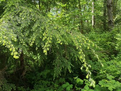 Tsuga heterophylla, photographed by Jens-Christian Svenning