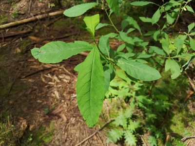Oemleria cerasiformis, photographed by Jens-Christian Svenning