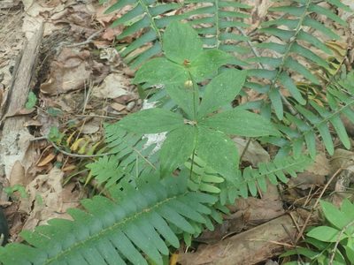Medeola virginiana, photographed by Lynn Harper