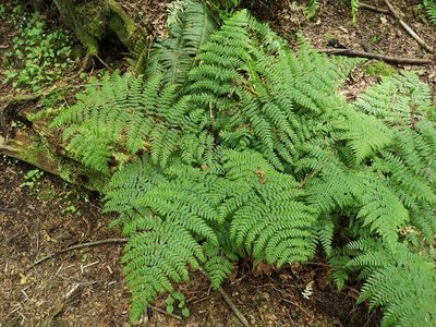 Dryopteris expansa, photographed by Jens-Christian Svenning