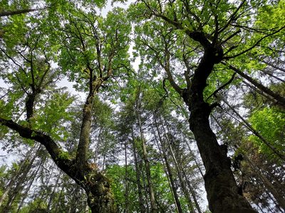 Acer macrophyllum, photographed by Jens-Christian Svenning