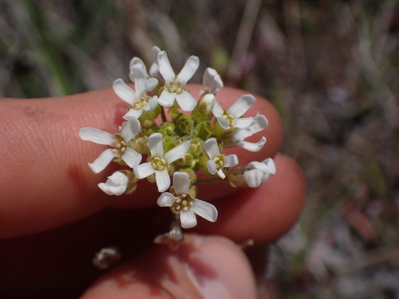 Sandbergia whitedii, photographed by Julia Carr