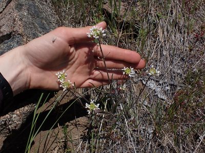 Sandbergia whitedii, photographed by Julia Carr