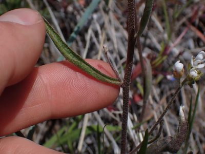 Sandbergia whitedii, photographed by Julia Carr