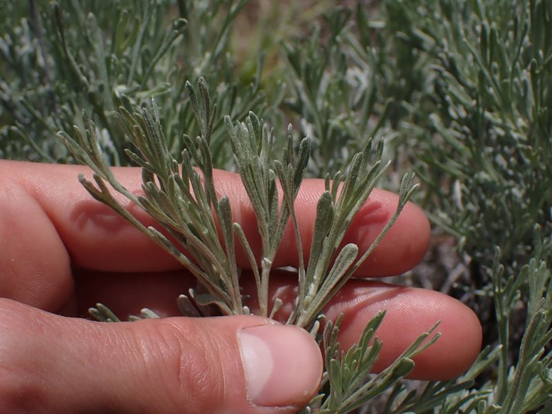 Artemisia tripartita, photographed by Julia Carr
