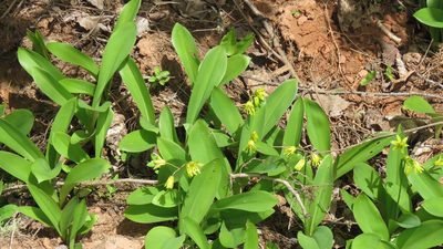 Clintonia borealis, photographed by Barry Cottam