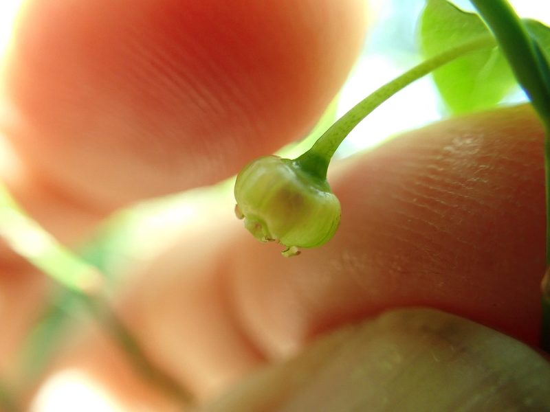 Vaccinium parvifolium, photographed by James H. Thomas
