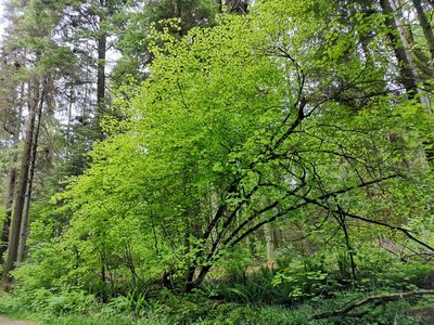 Acer circinatum, photographed by Jens-Christian Svenning