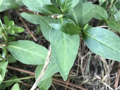 Persicaria longiseta, photographed by Raven Dandridge